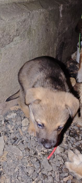 Віддам в хороші руки цуценя, песика