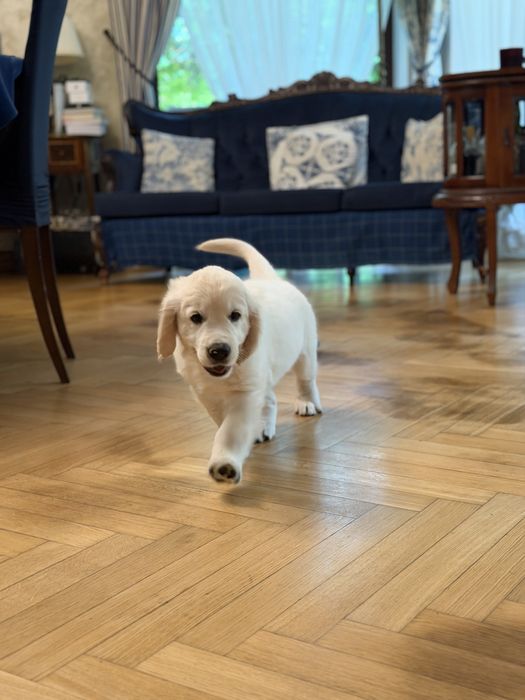 Szczeniak Golden Retriever ZKwP FCI GOTOWY DO ODBIORU