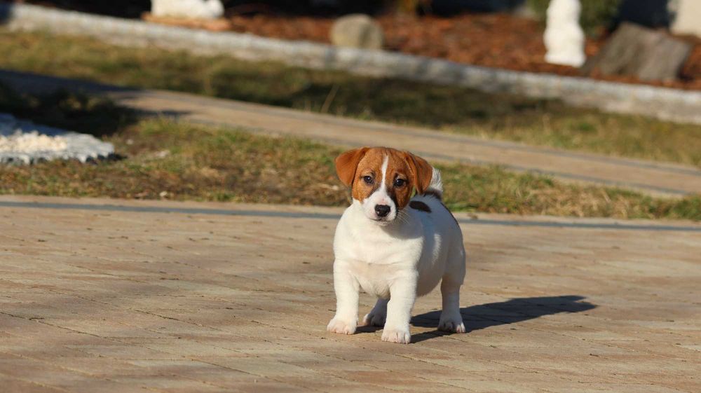 Śliczny Jack Russell Terrier ZKwP FCI-piesek z wzorcowej hodowli