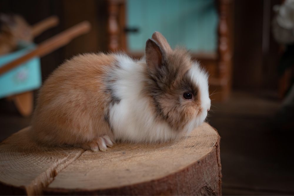 Декоративний кролик , міні порода Левяча Голова*