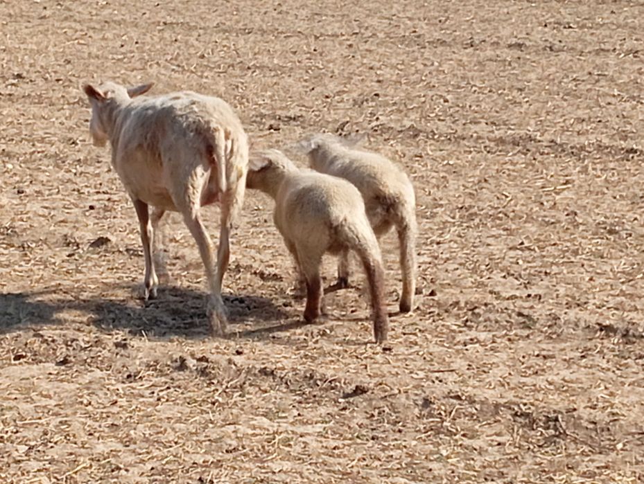 Casal de borregos cruzados de suffolk com inra 401 . Animais bons para criacão ou para abate .