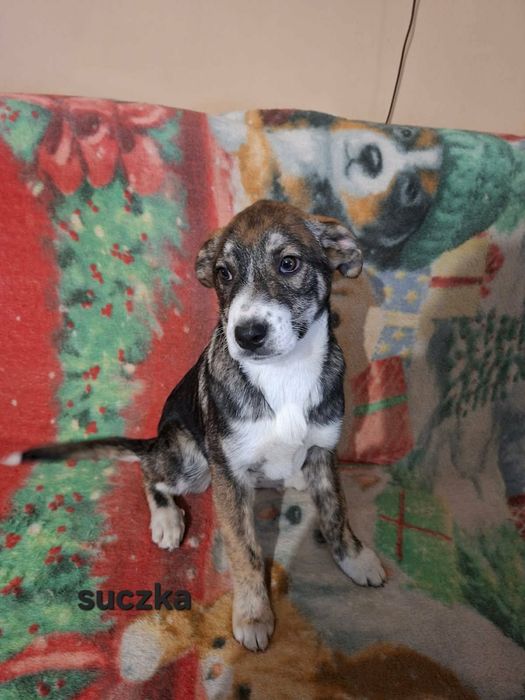 Oddam szczeniaki (pieski i suczki)
