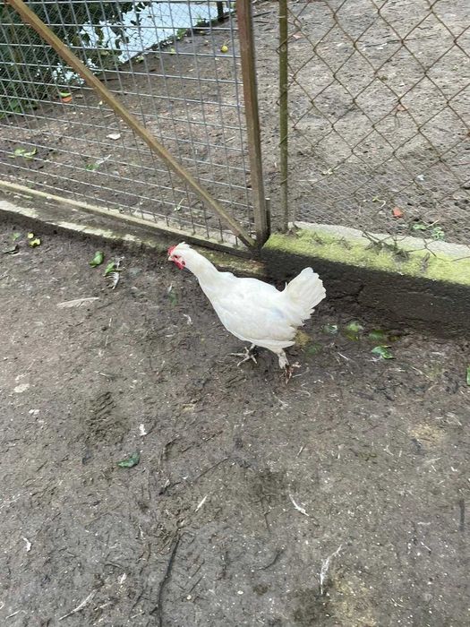 Garnizos brancos machos