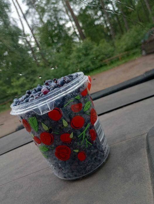 Jagody leśne sprzedam
