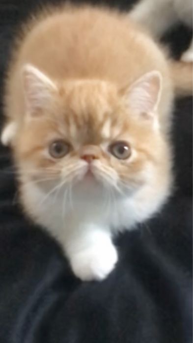 Маленький комочек счастья ,рыжий экзотик