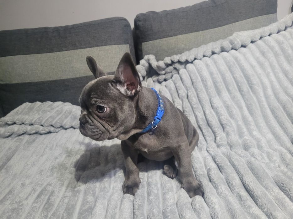 Buldog francuski Blue