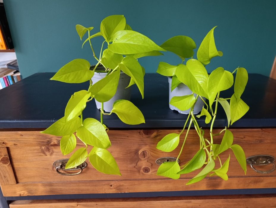 Golden pothos x2