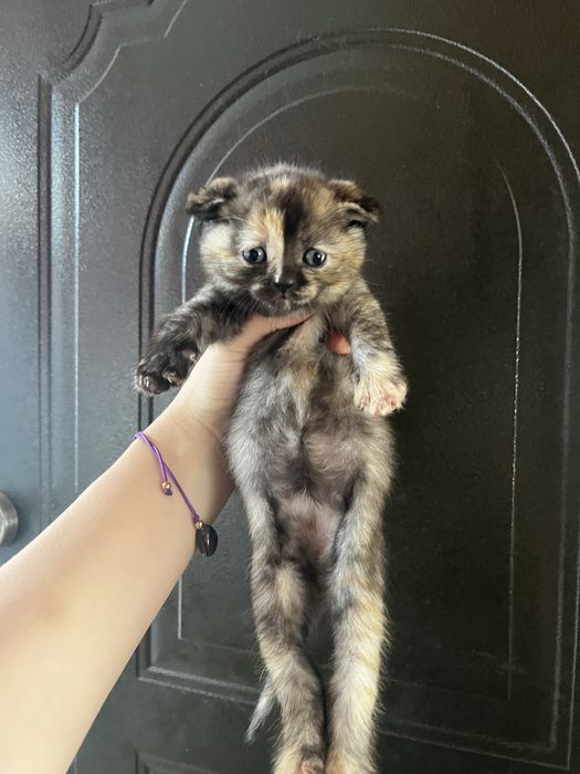 Породисті котята