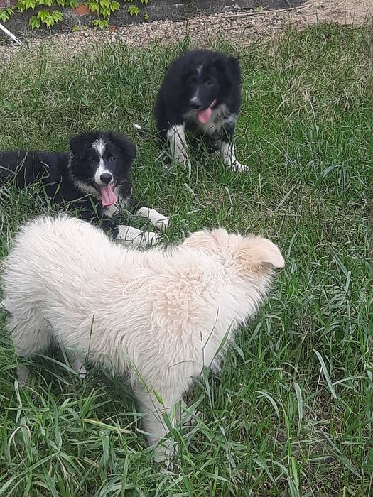 Szczeniaki rozrabiaki Border collie
