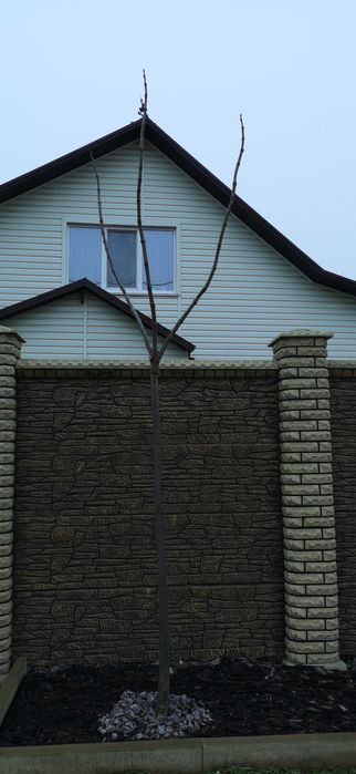 Катальпа бигнониевидная 3 метра