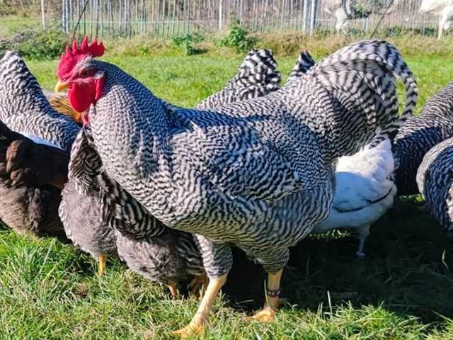 Яйце на інкубацію, курчата, Амрокс.