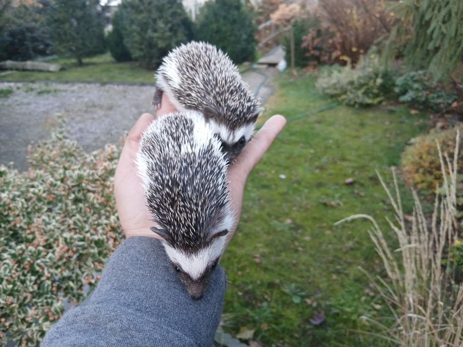 Jeż pigmejski ,młode 8 tyg.