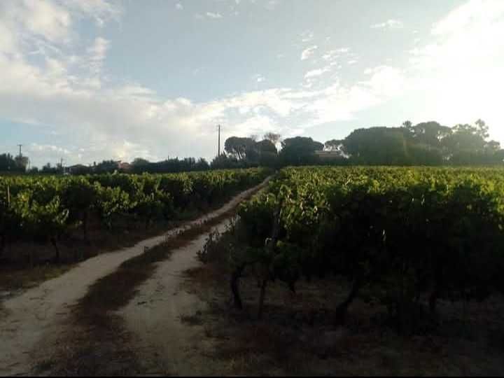 Uvas para Venda - 3000 Kg Touriga Nacional