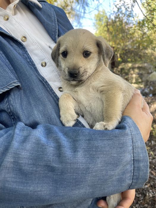 Цуценятка в добрі руки