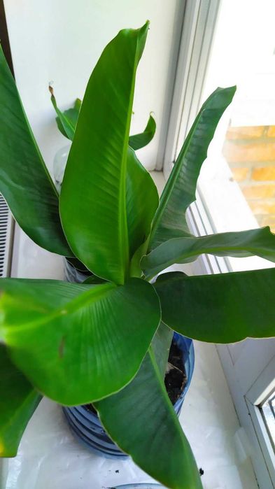 Банан комнатный плодовый            ( Киевский Супер карлик) саженцы