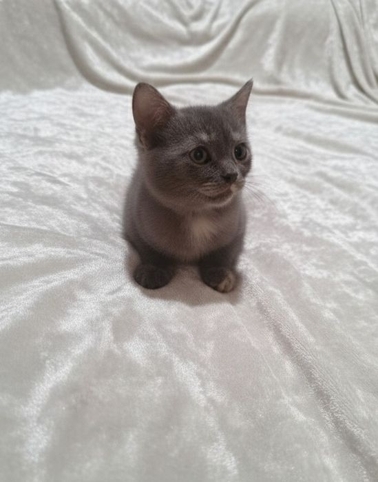 Ніжна шотландська дівчинка