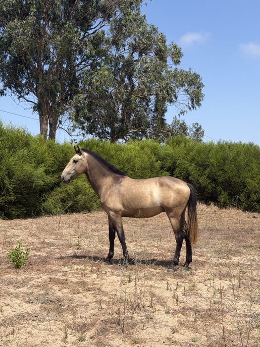 Cavalo 2 anos 15/05/2024