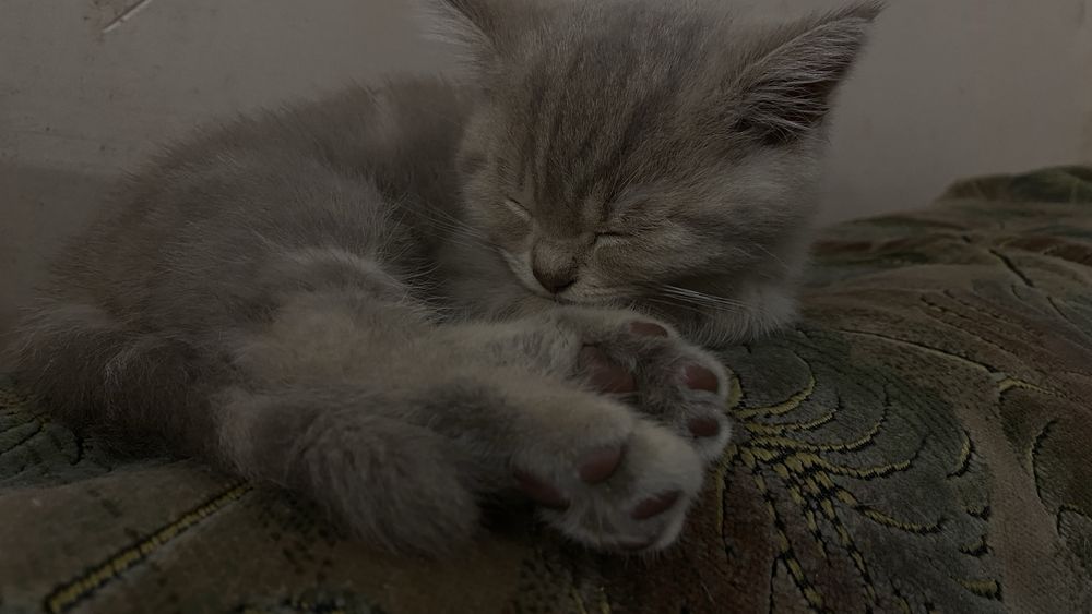 Шотландське кошеня