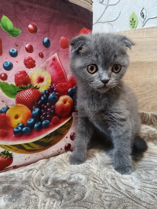 Продаю шотландского котенка голубого окраса