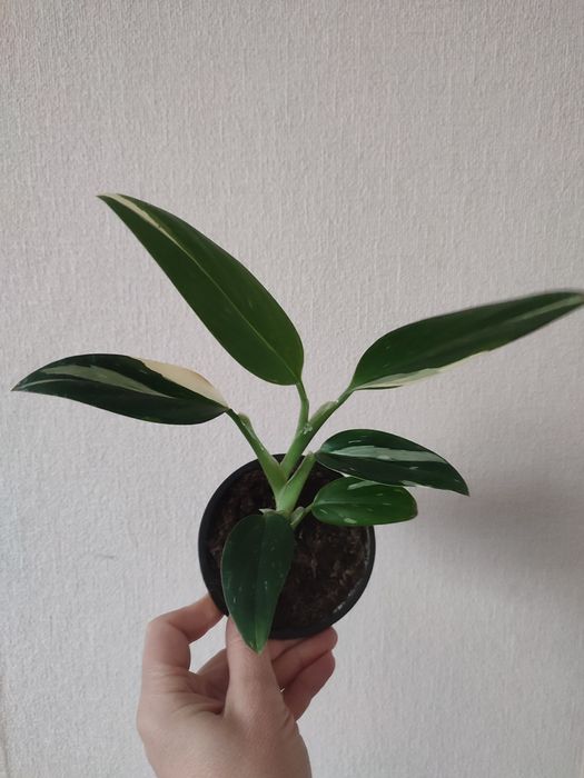 Пеперомії,сінгониуми,бегонії