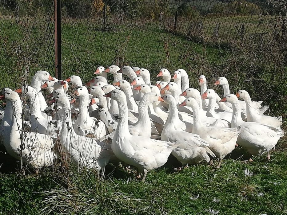 Gęś,gęsi tuszka, ekologiczne naturalnie karmione
