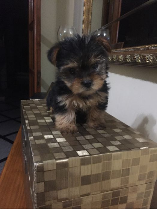 Yorkshire terrier menino