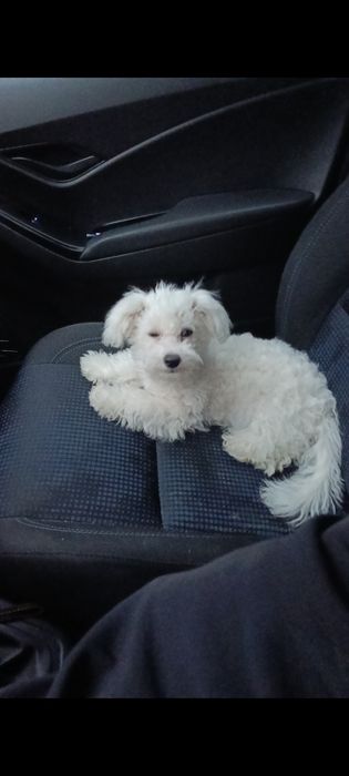 Bichon Frise piesek FCI małe cudo