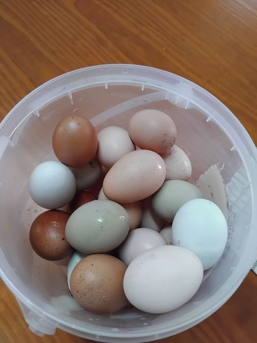 Ovos caseiros de varias cores