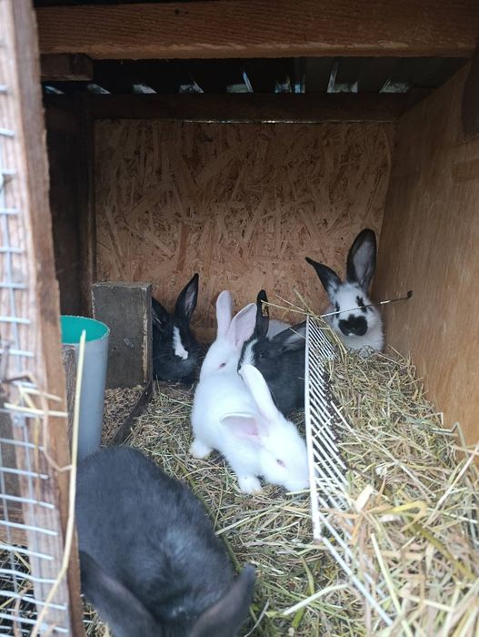 Продаються кролі