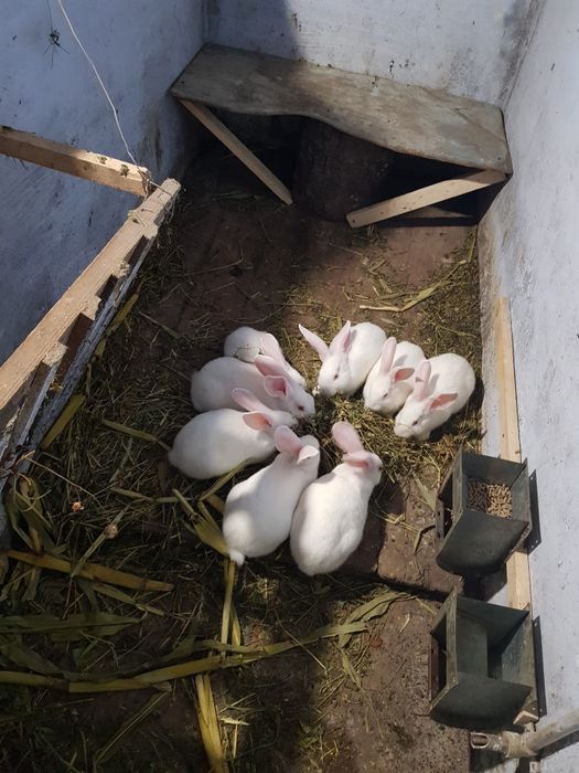 Продам Кролики самці та самки