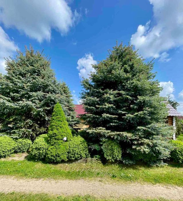 Живі пишні голубі ялинки висотою 6 м!