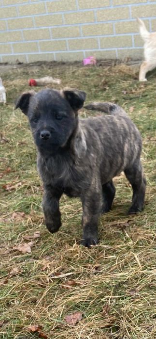 Kundelka oddam w dobre ręce