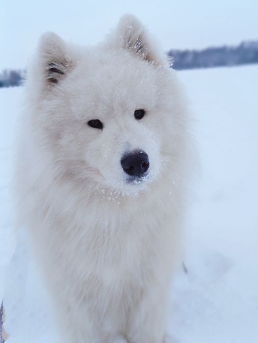 Samoyed piesek  biały miś