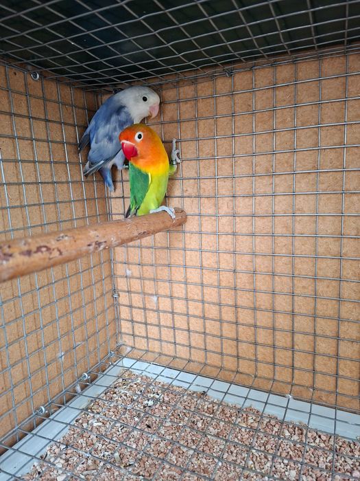 Lindo Casal de Agapornis Fischeris 2026