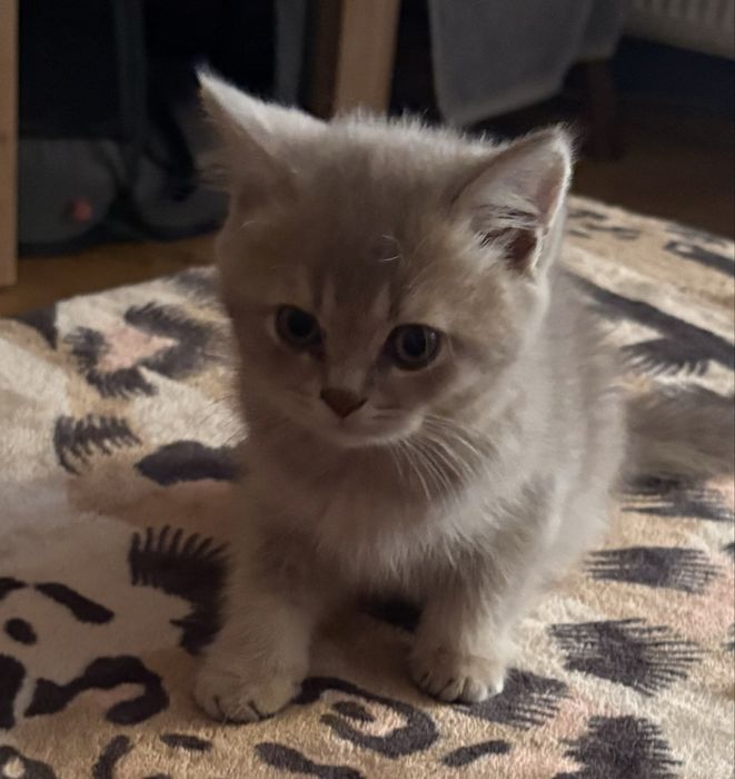 Brytyjskie liliowy kocurek