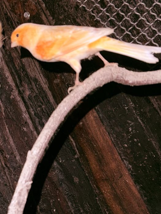 Canario macho  deste ano