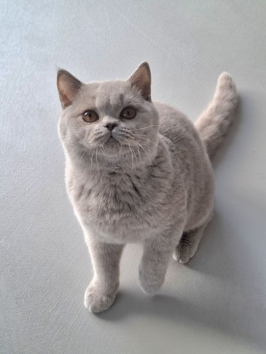 Cudowna kotka brytyjska liliowa