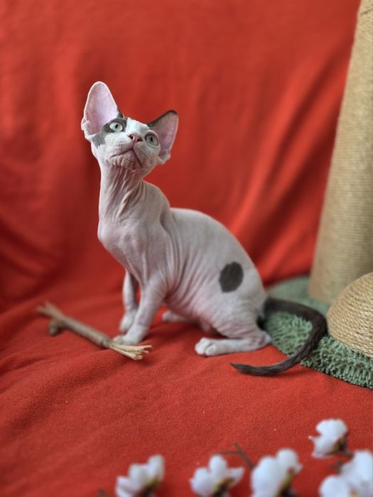 Девон Рекс- хлопчик