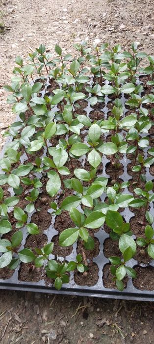 Eugenias para sebes mudas  só  tabuleiro completo  112 plantas  cada