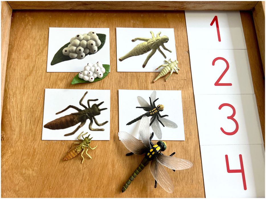 Ciclo de Vida - Libelinha - Montessori