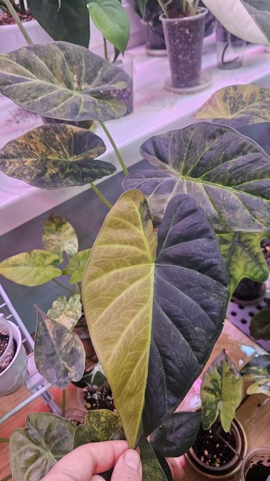 Алоказия Регал Шилдс Ауреа