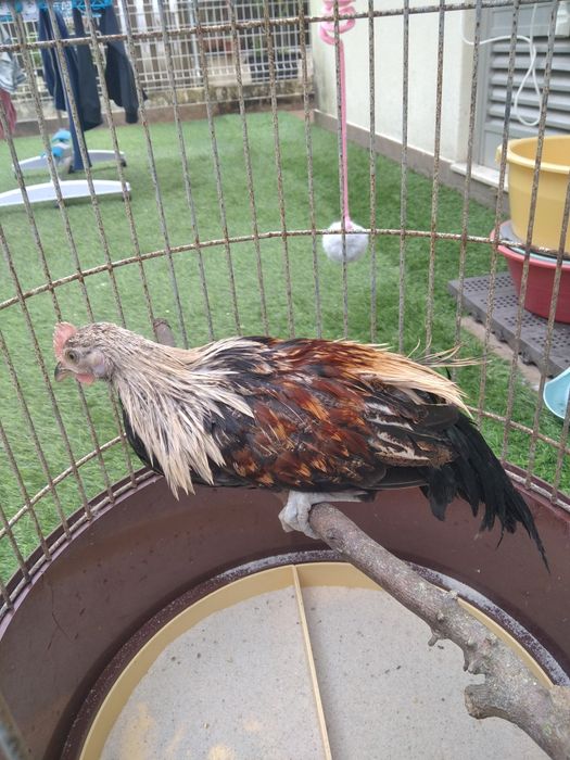 Garnizos machos Sebright e Phoenix