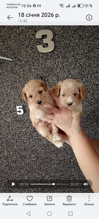 Малята мальтипу ф1