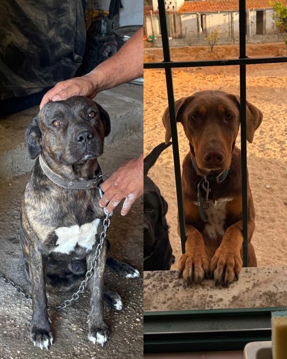 Adoção | 5 Cachorrinhas Arrasado de Fila de São Miguel