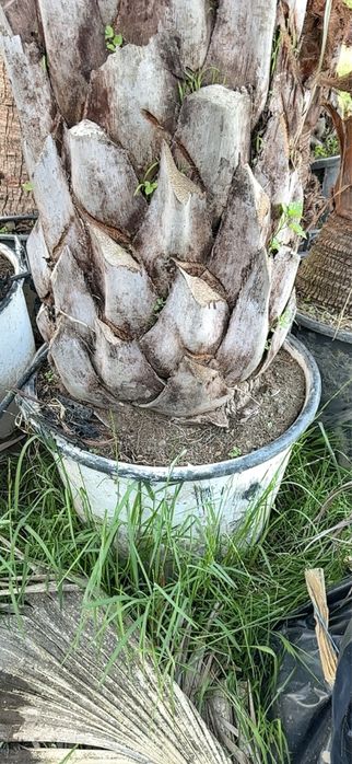 Palmeira Butia Capitata- Exemplares