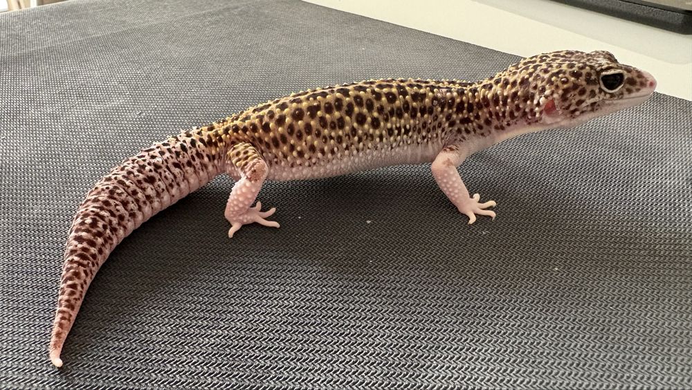 Gekon Lamparci ( Eublepharis Macularius ) Mack snow eclipse het tremper het blizzard. Samica.