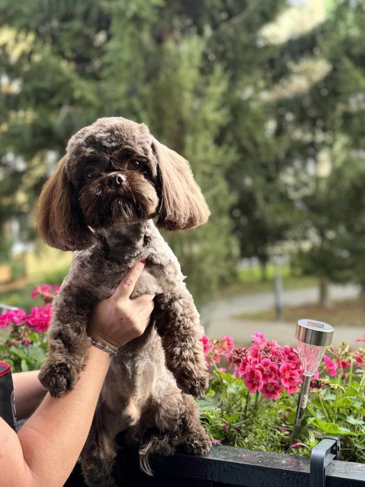 Piesek Shih Tzu z Rodowodem