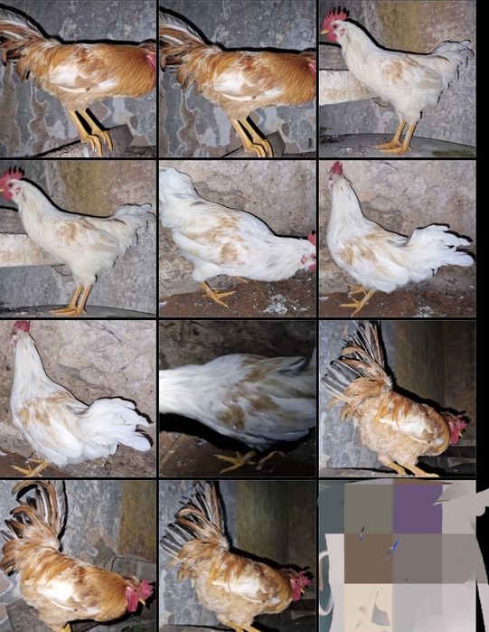 Troco 2 Galos  "Chines" Garnize por frangas ou galinhas por ovos