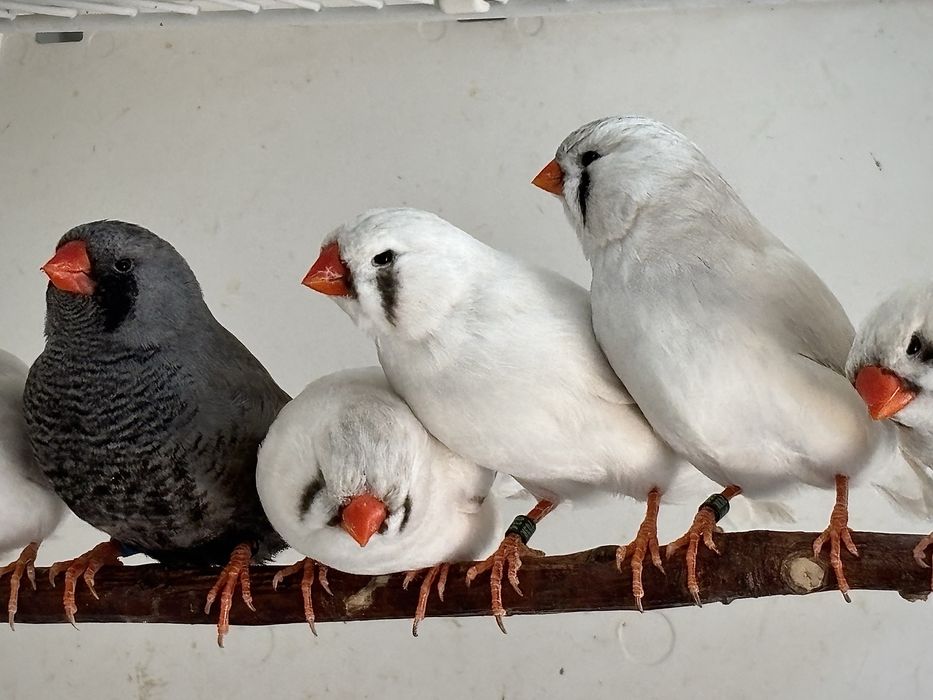 Mandarins gigantes