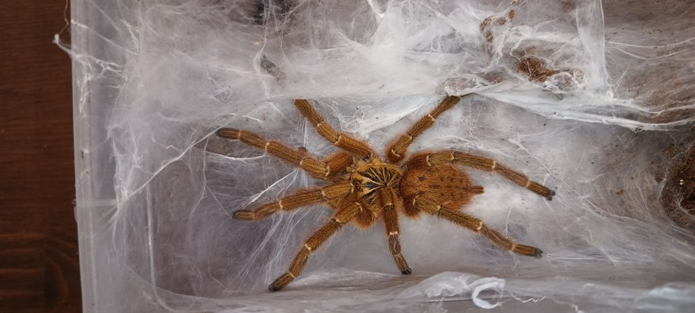 P. murinus usambara dorosły samiec